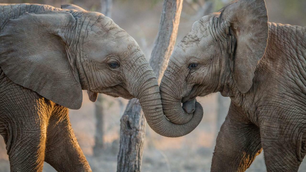 Simbavati Hilltop Lodge Timbavati Game Reserve Luaran gambar