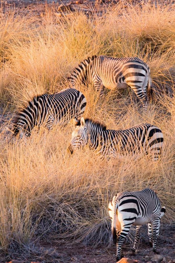 Simbavati Hilltop Lodge Timbavati Game Reserve Luaran gambar
