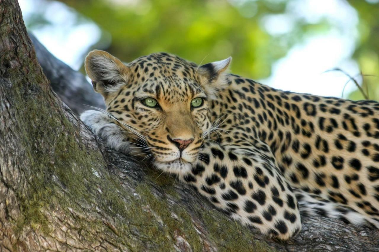 Simbavati Hilltop Lodge Timbavati Game Reserve Luaran gambar