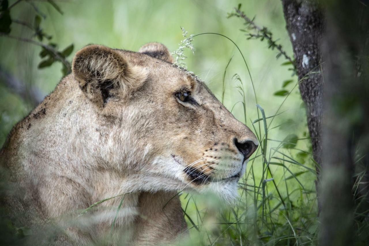 Simbavati Hilltop Lodge Timbavati Game Reserve Luaran gambar